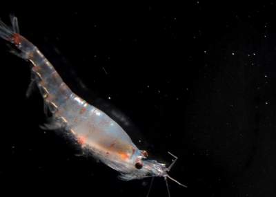 cadena alimenticia krill cadena alimenticia de la fauna ant 225 rtica peligra por cadena alimenticia krill cadena alimenticia de la fauna ant 225 rtica peligra por